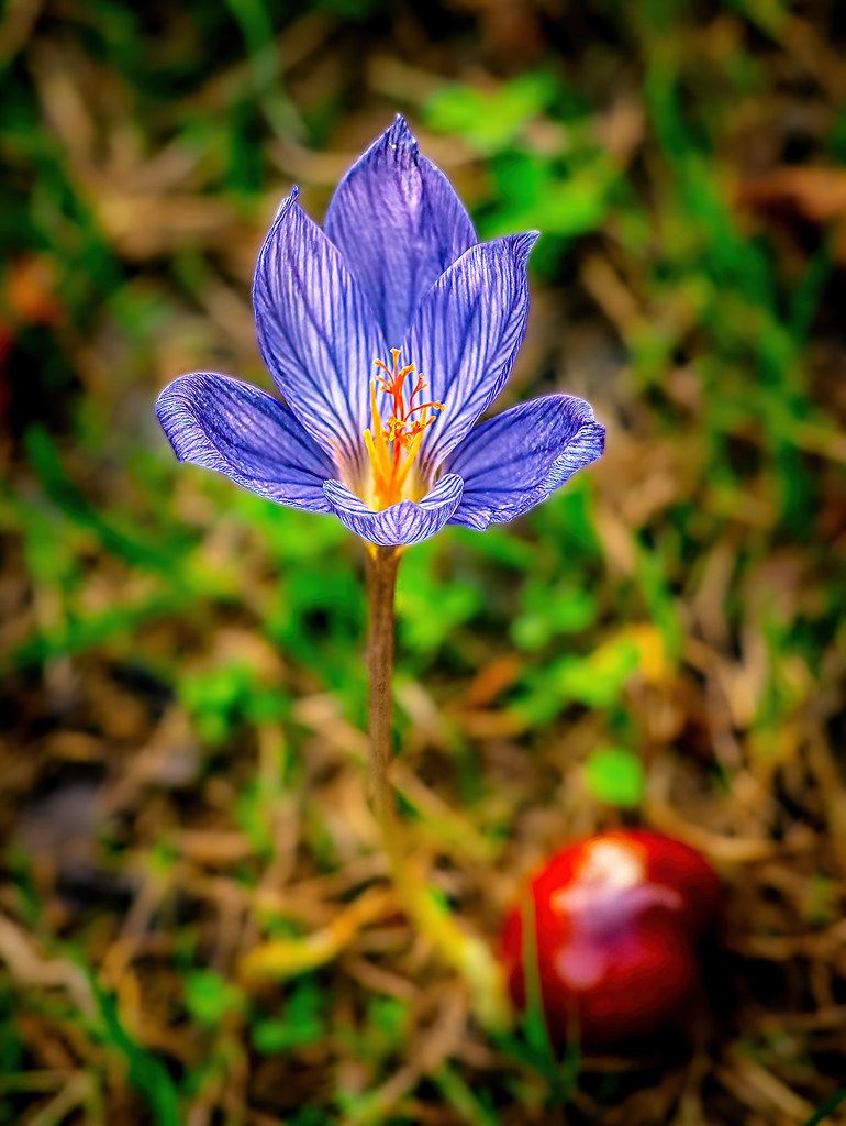 Foto van Herfstkrokus