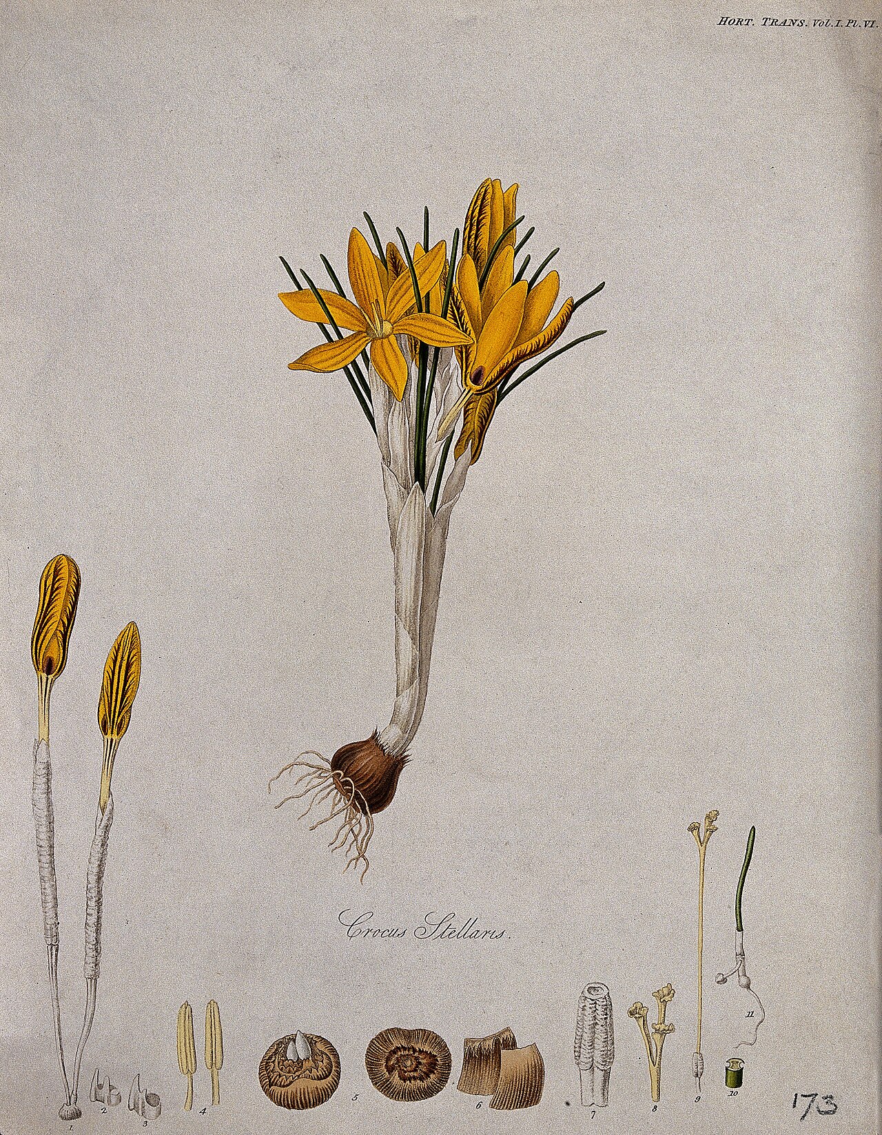 Foto van Gele krokus