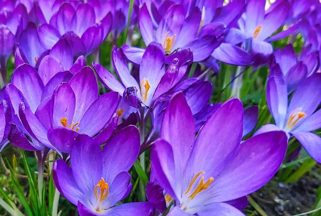 Foto van Boerenkrokus