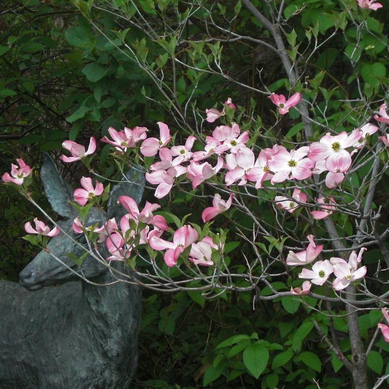 Foto van Oost-Amerikaanse kornoelje ‘var. rubra’