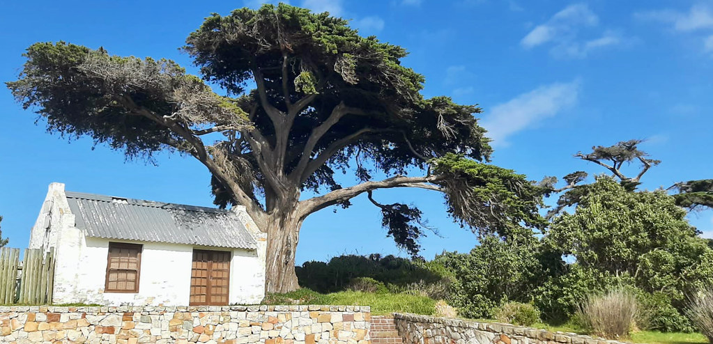 Foto van Monterey-cipres