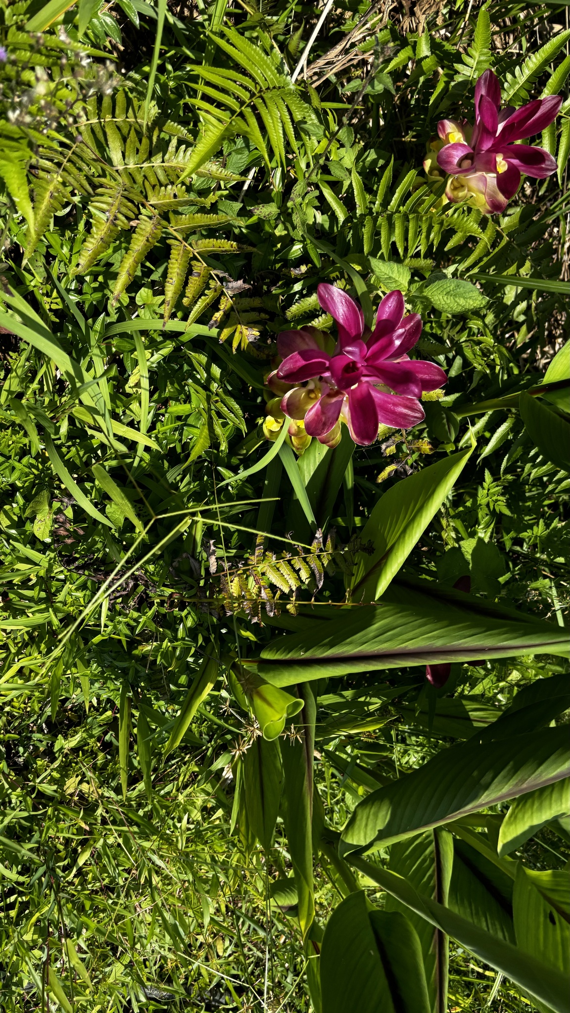 Foto van Maagwortel