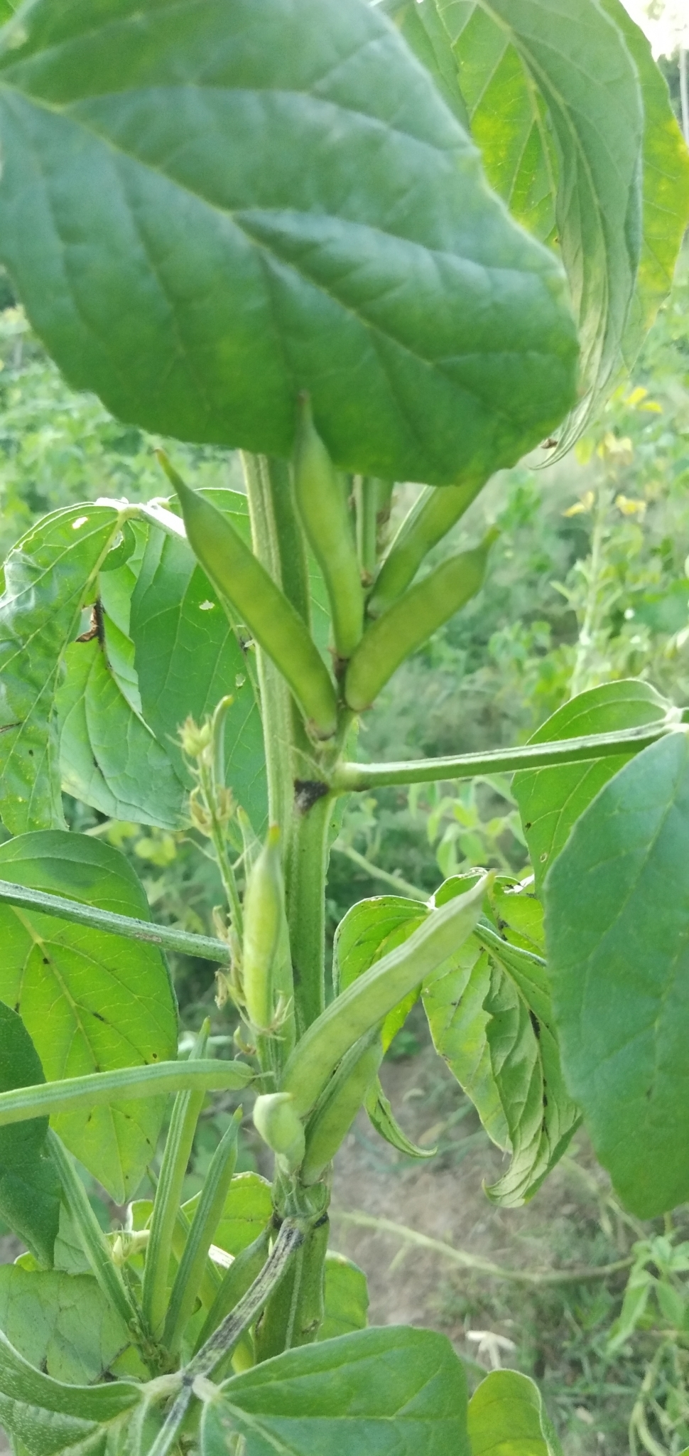 Foto van Guarplant