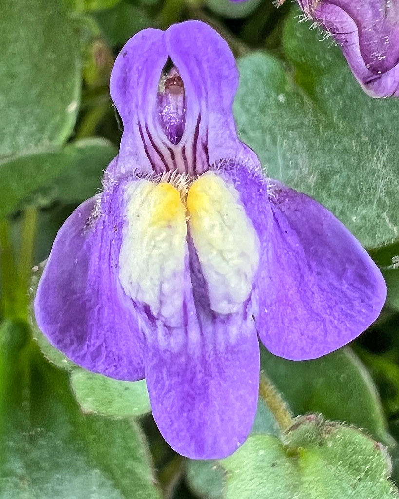 Foto van Muurleeuwenbek