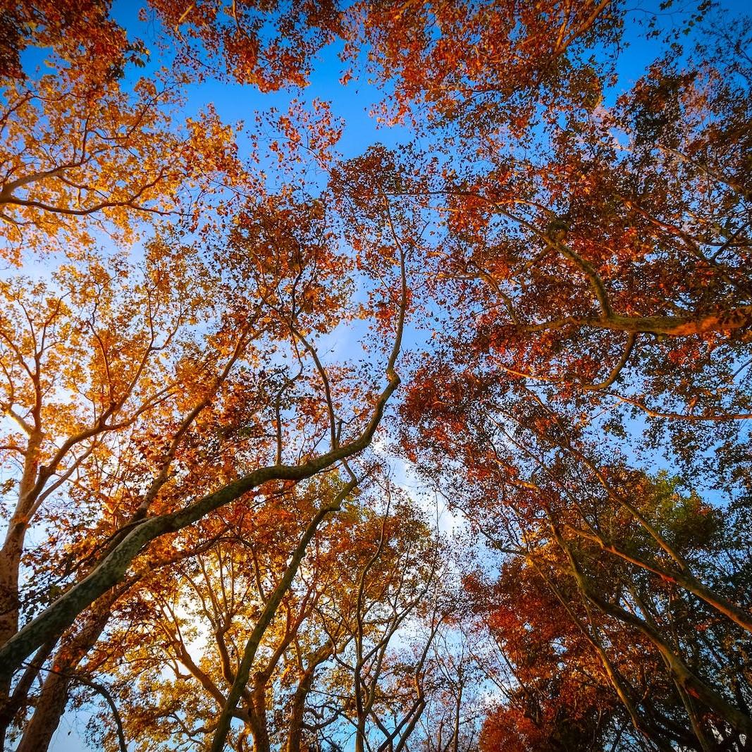 Foto van Japanse esdoorn ‘Attaryi’