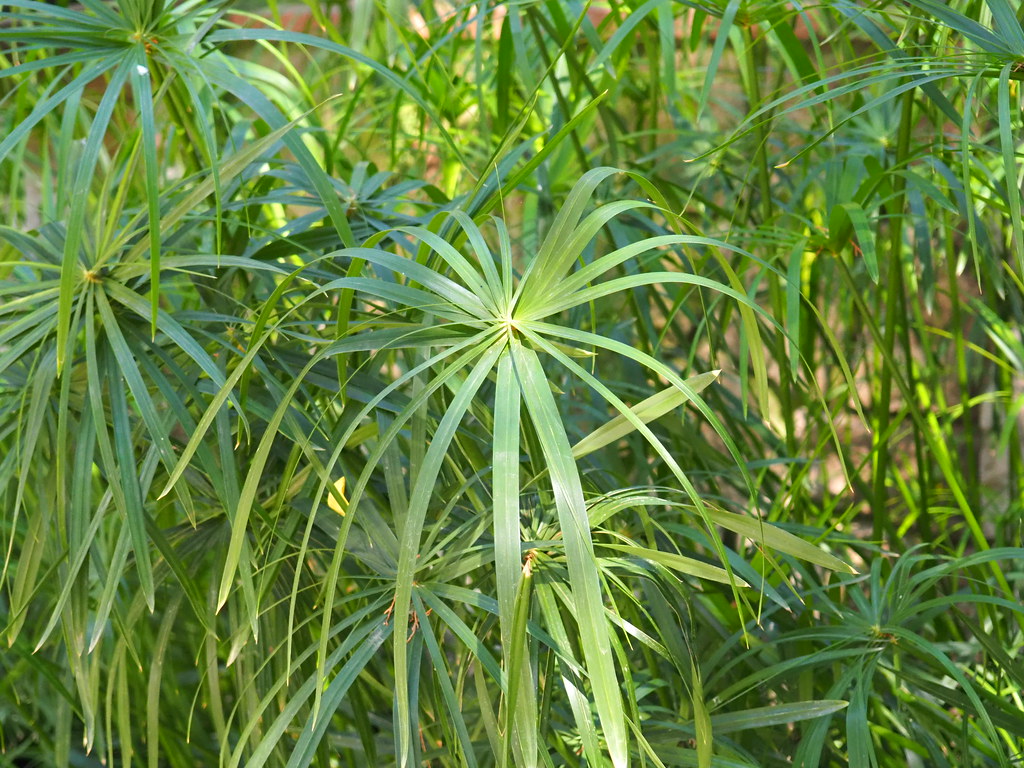 Foto van Parapluplant