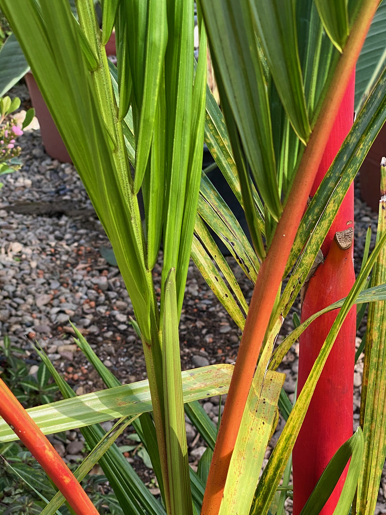 Foto van Lippenstiftpalm