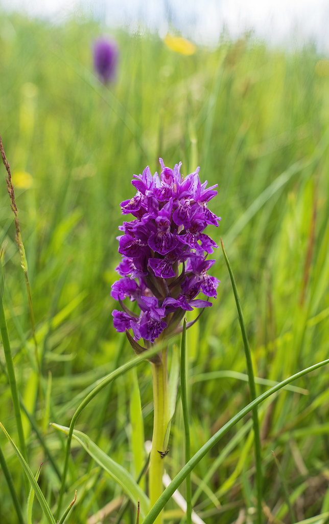 Foto van Vleeskleurige orchis