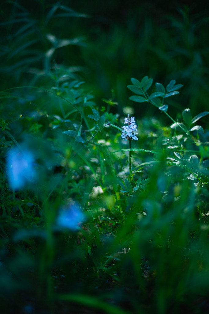 Foto van Gevlekte orchis