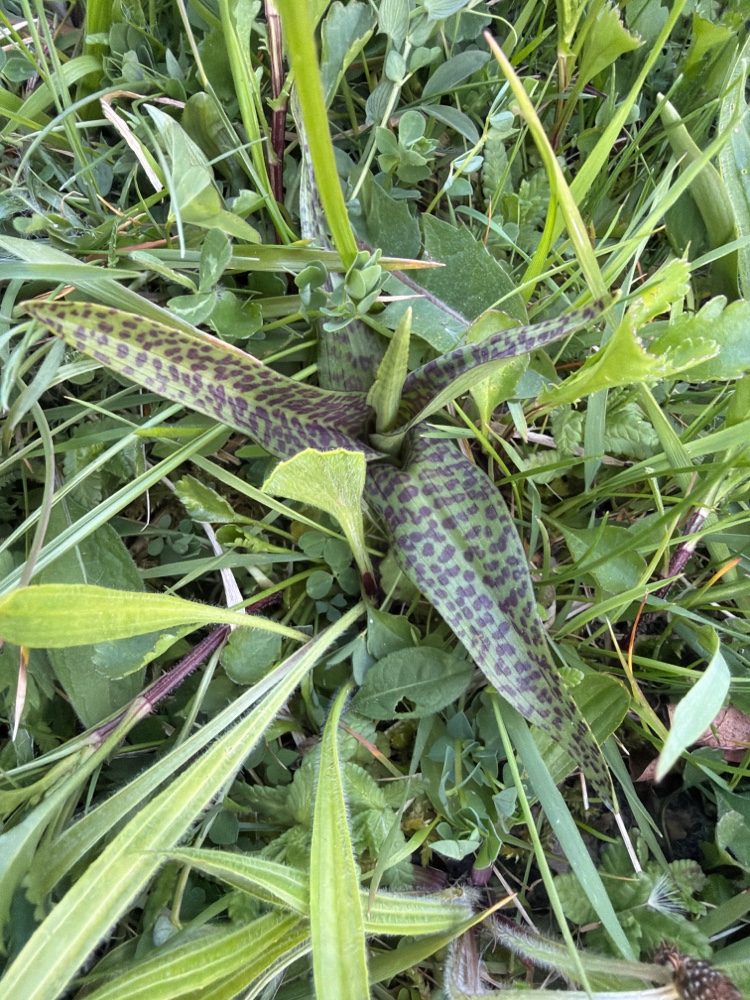 Foto van Gevlekte rietorchis ‘subsp. junialis’