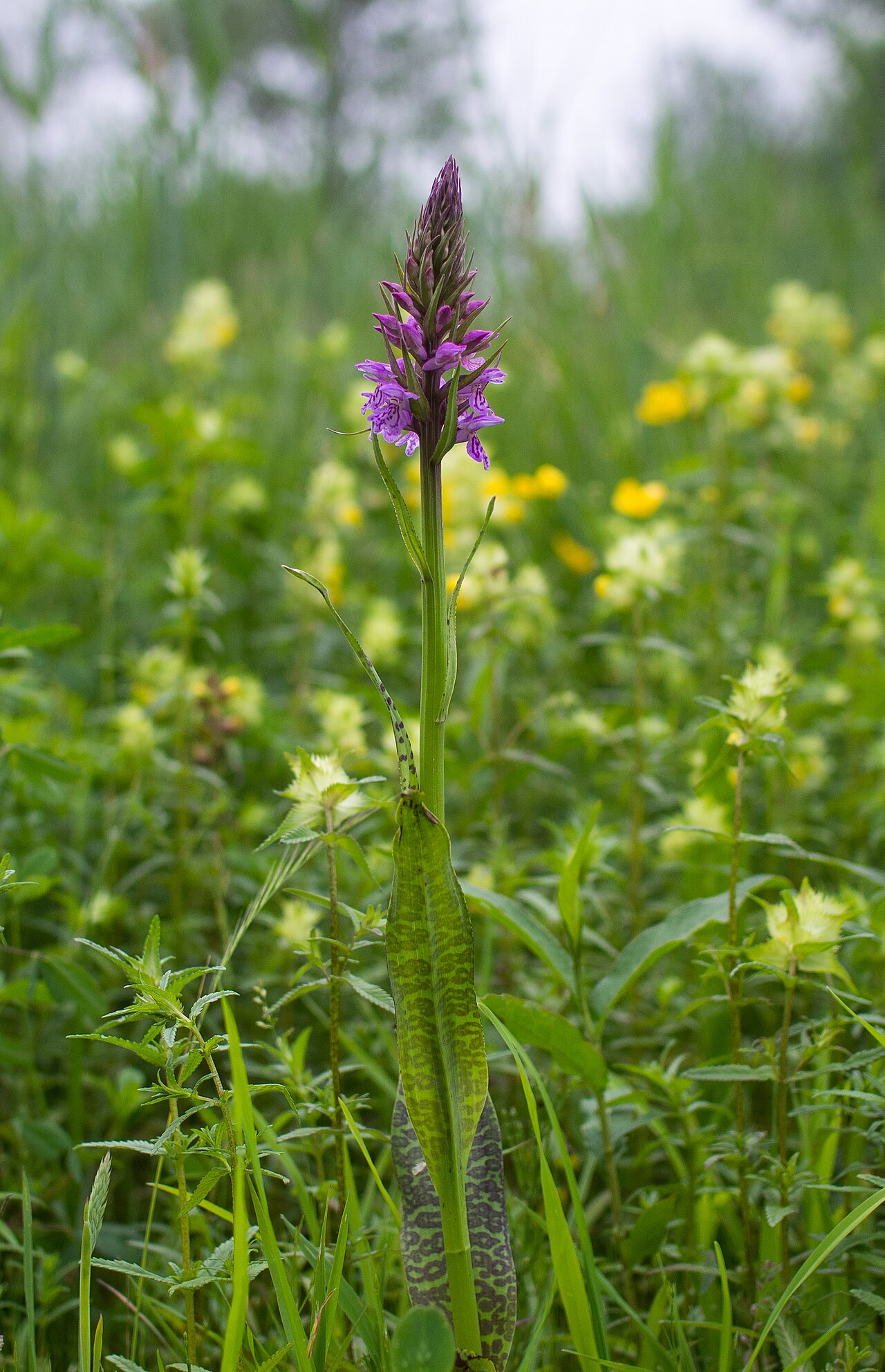 Foto van Rietorchis ‘subsp. praetermissa’