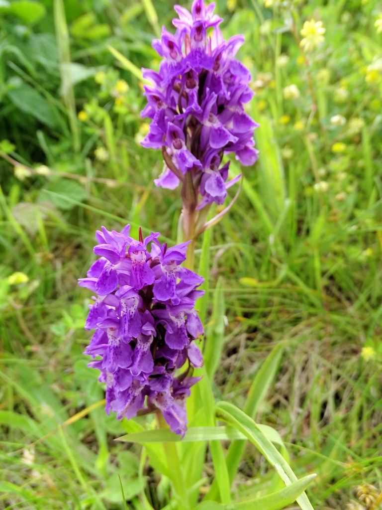 Foto van Purperrode orchis