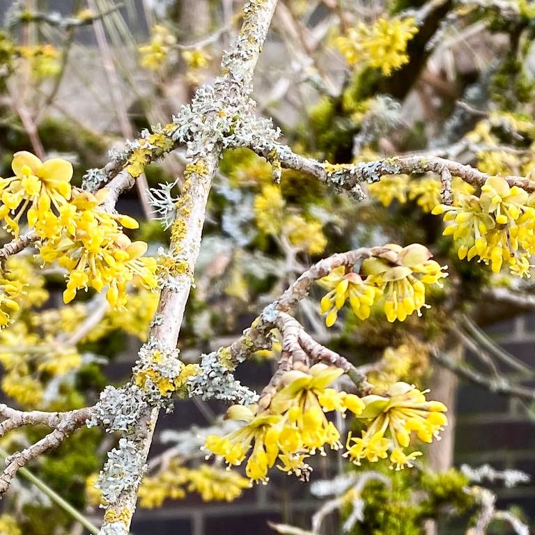 Foto van Gele kornoelje
