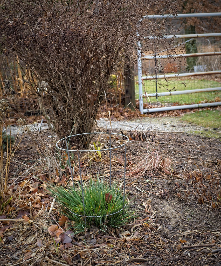 Foto van Ruwe smele