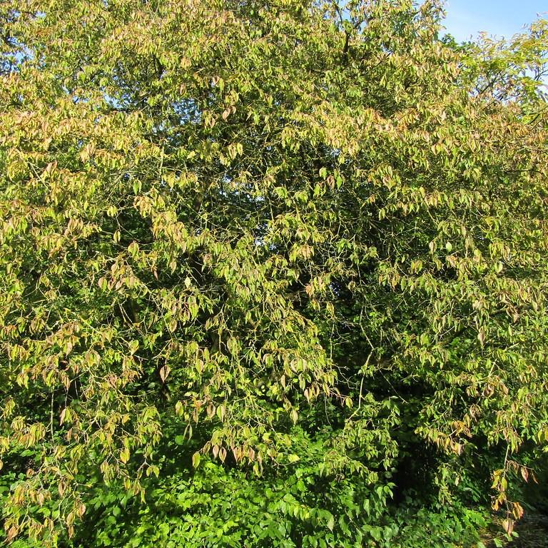 Foto van Gele kornoelje ‘Aurea’