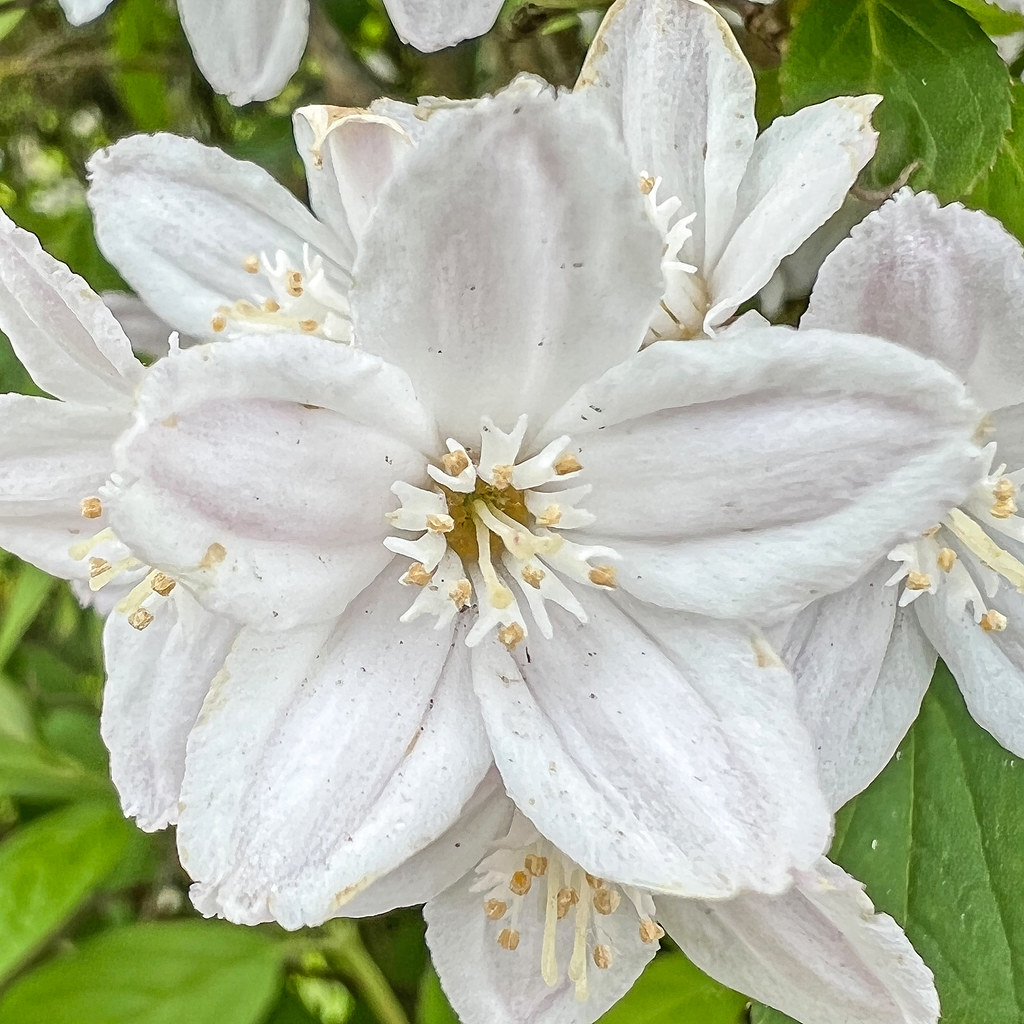 Foto van Roze deutzia