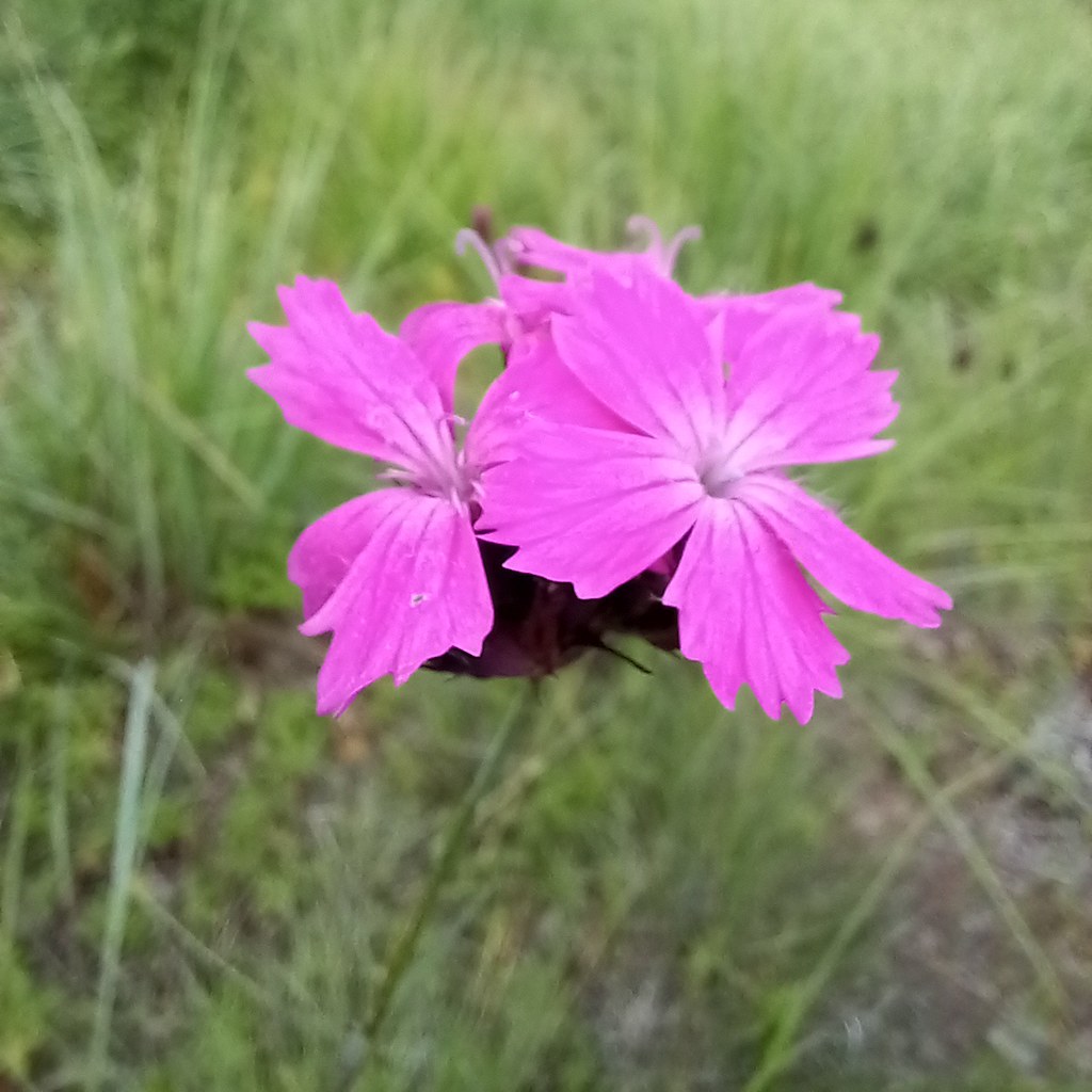 Foto van Kartuizer anjer