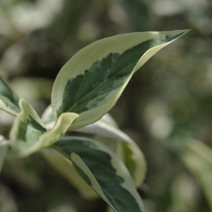 Foto van Gele kornoelje ‘Variegata’