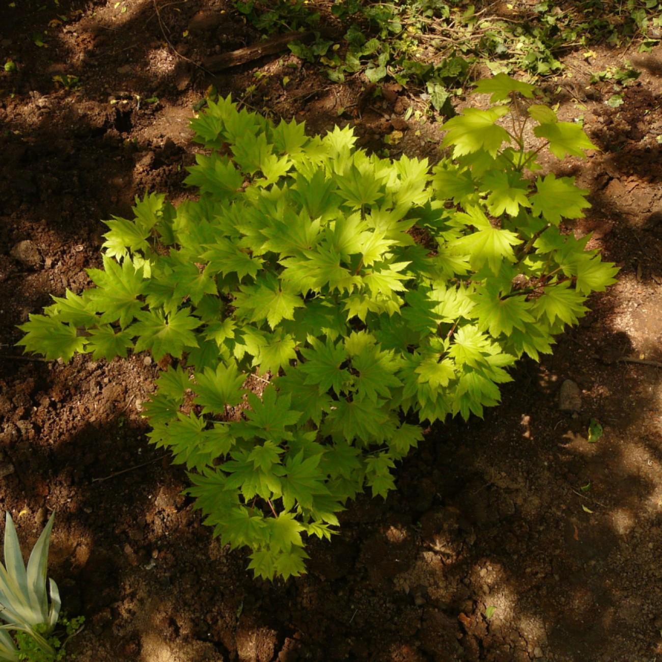 Foto van Japanse esdoorn ‘Aureum’