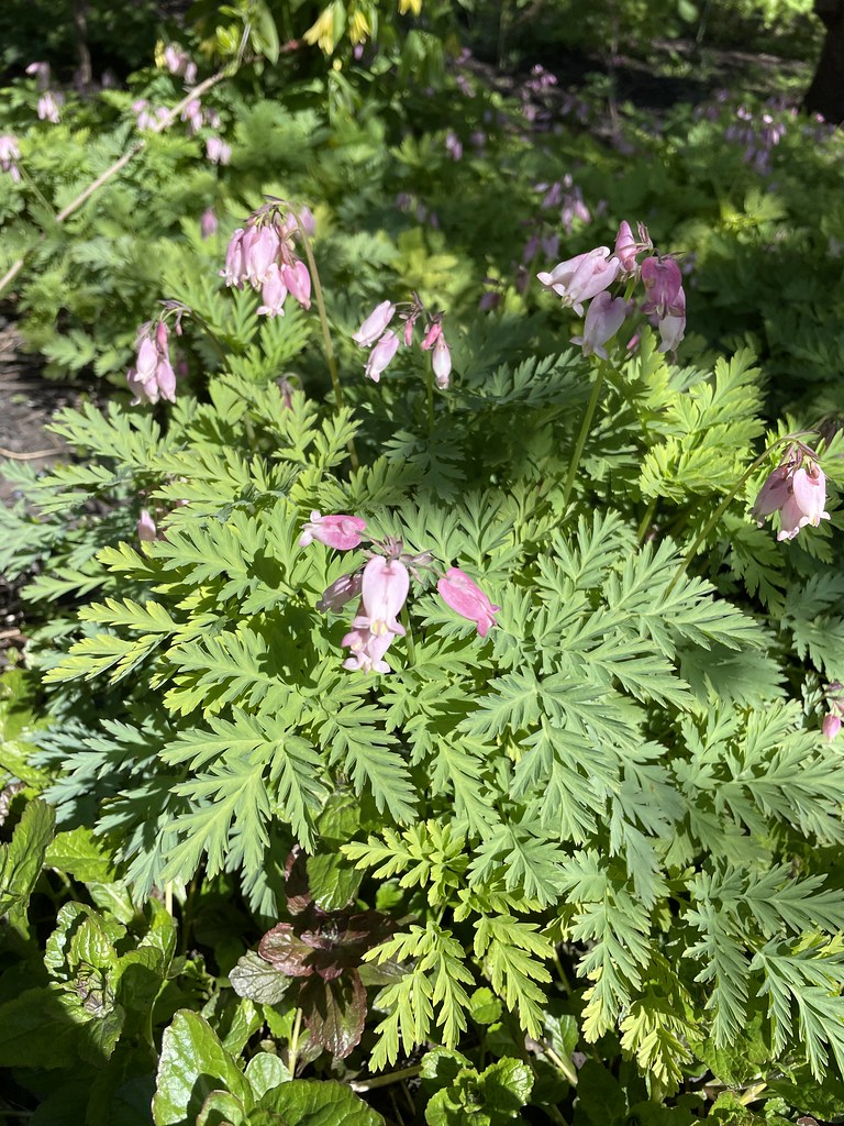 Foto van Gebroken hartje