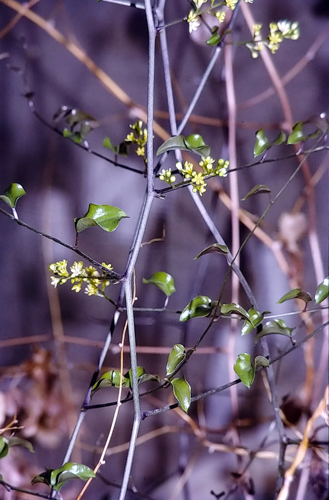 Foto van Schildpaddenschildplant