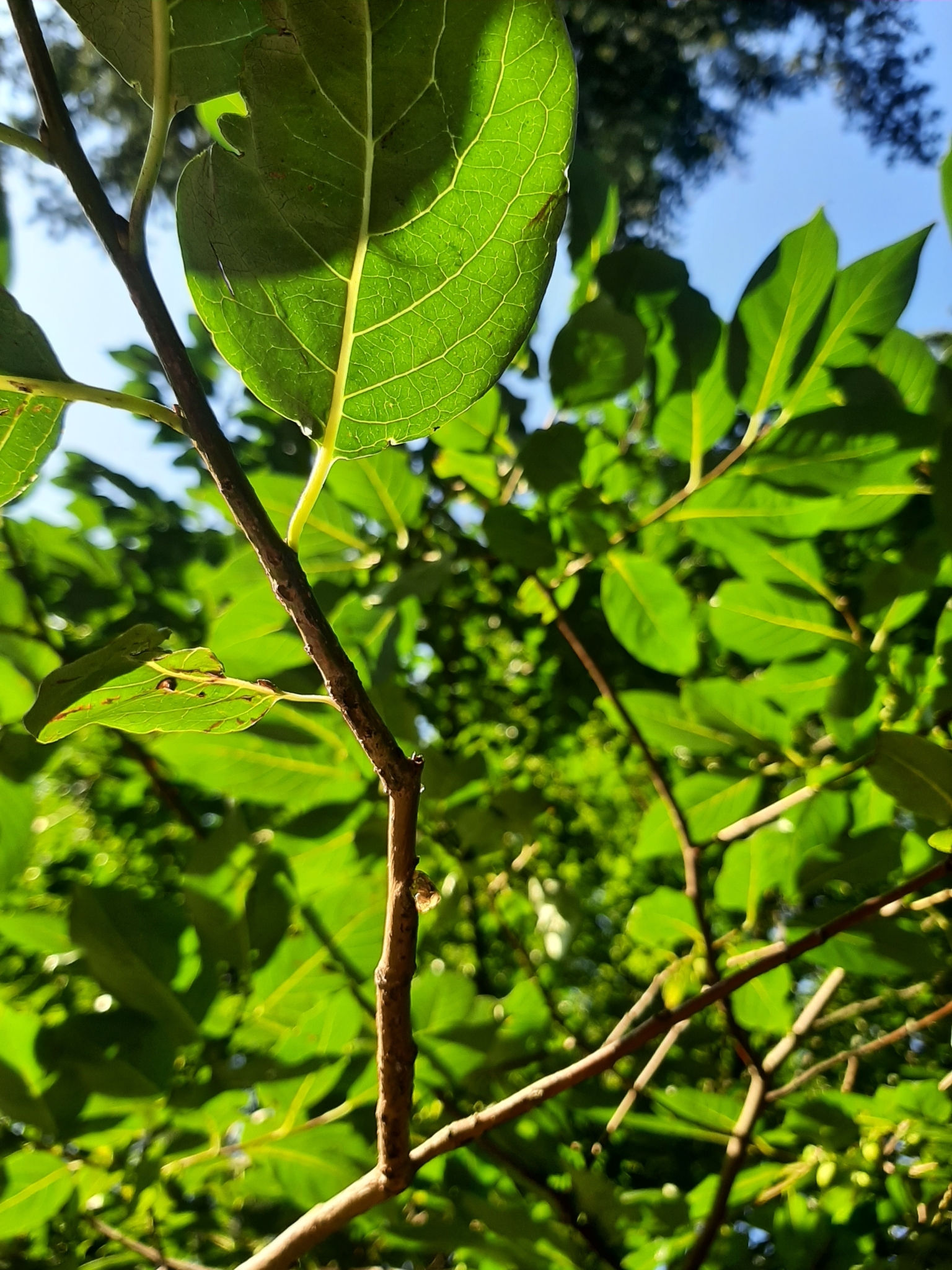 Foto van Lotusboom