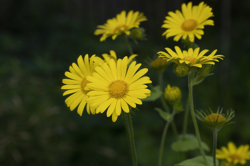 Foto van Hartbladzonnebloem