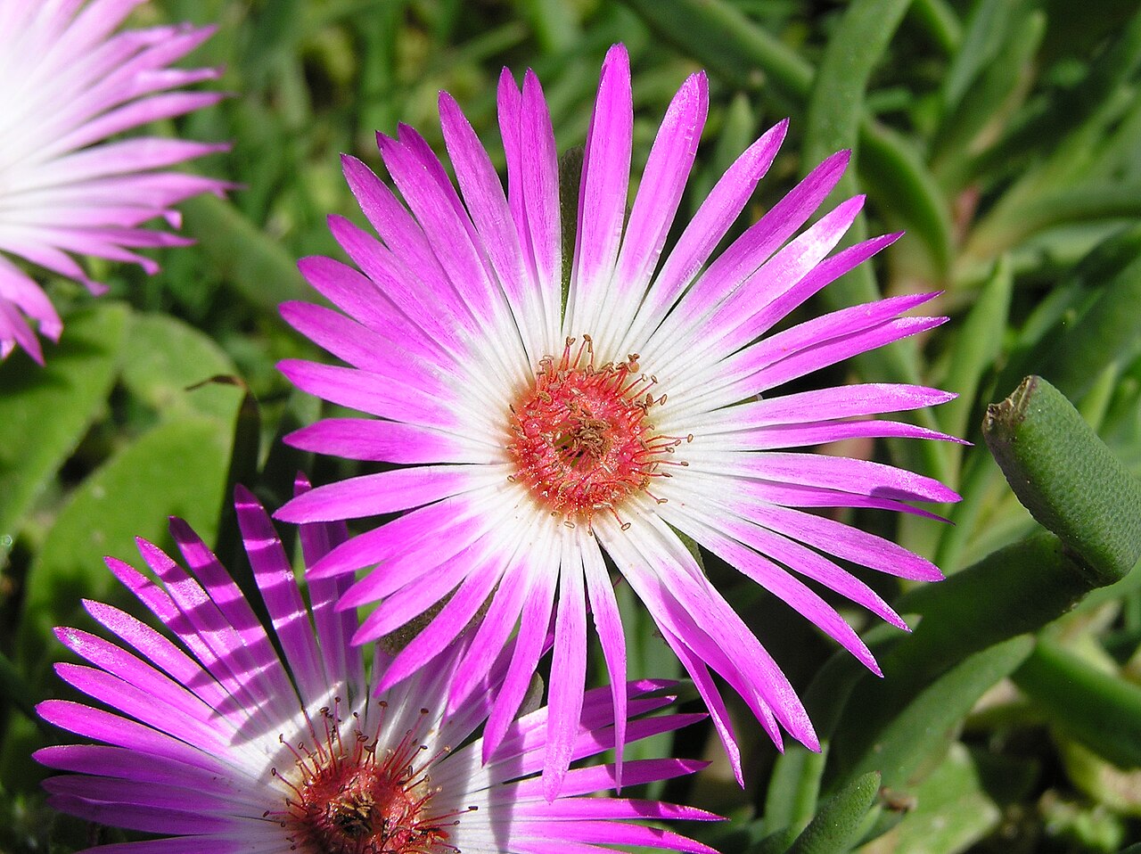 Foto van IJsbloem