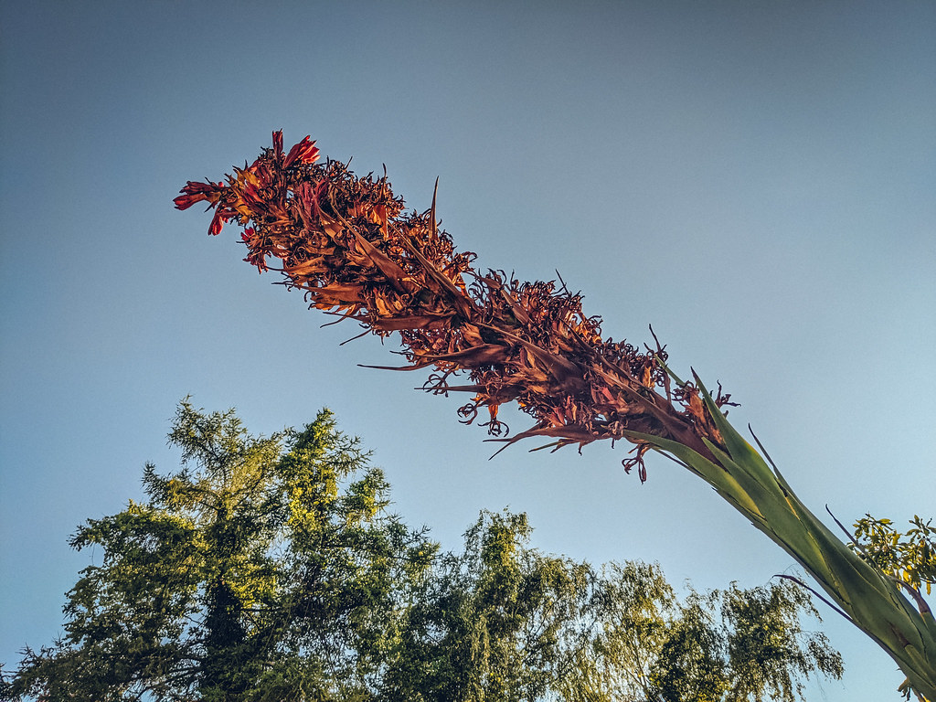 Foto van Reuzenspeerbloem