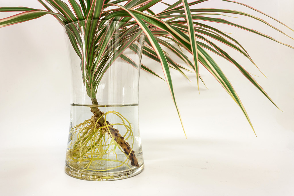Foto van Drakenbloedboom