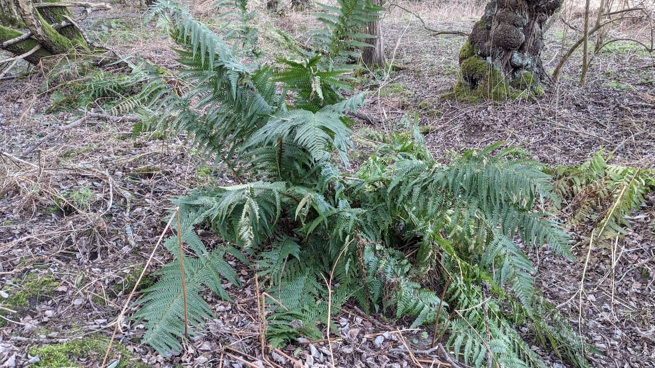 Foto van Grote basterdmannetjesvaren