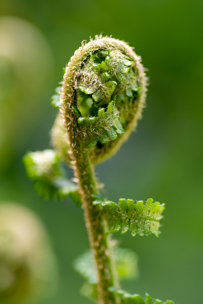Foto van Mannetjesvaren