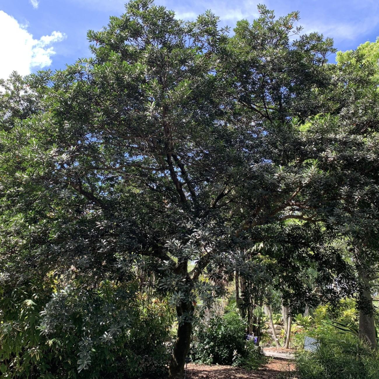 Foto van Japanse blauwebessenboom