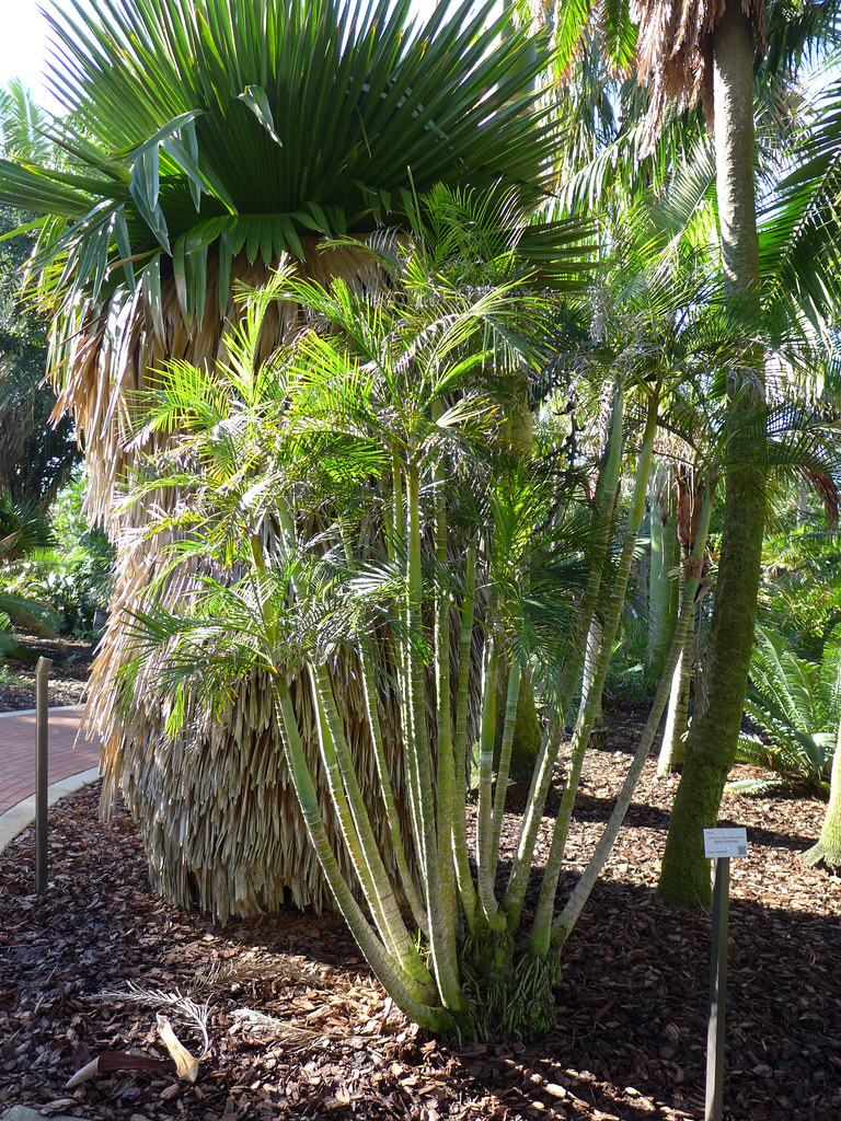 Foto van Goudpalm
