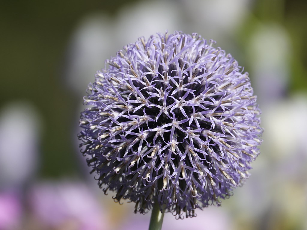 Foto van Stekelige kogeldistel