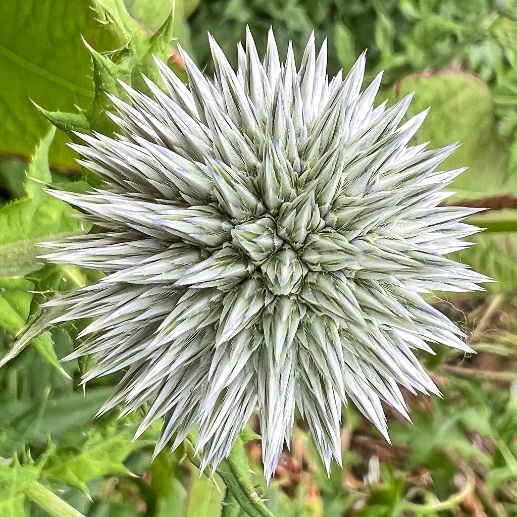 Foto van Beklierde kogeldistel