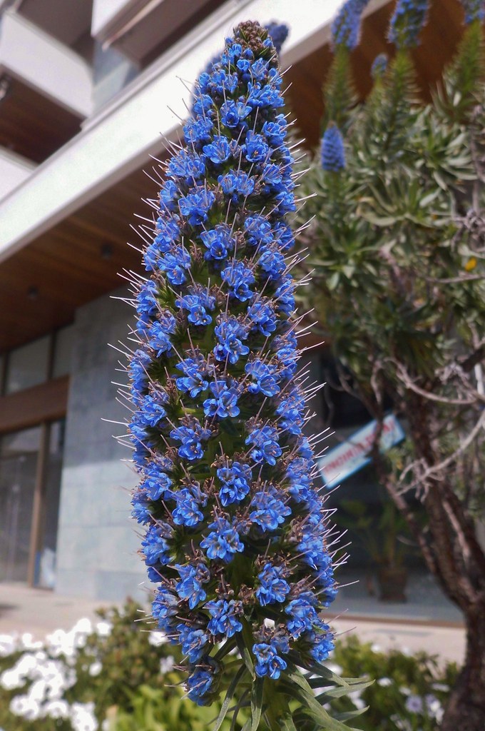 Foto van Trots van Madeira