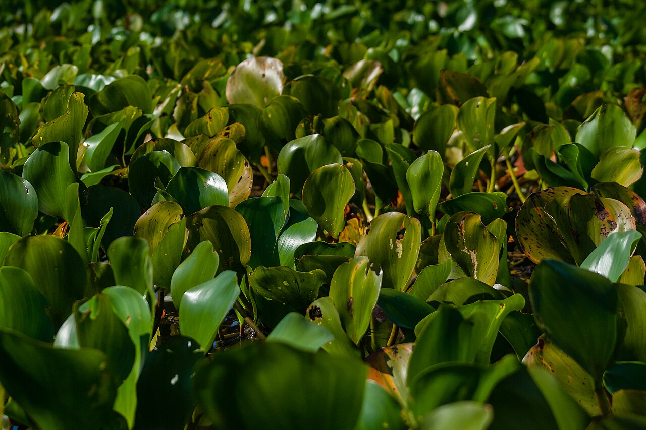 Foto van Blauwe waterhyacint