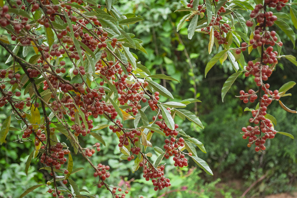 Foto van Schermolijfwilg