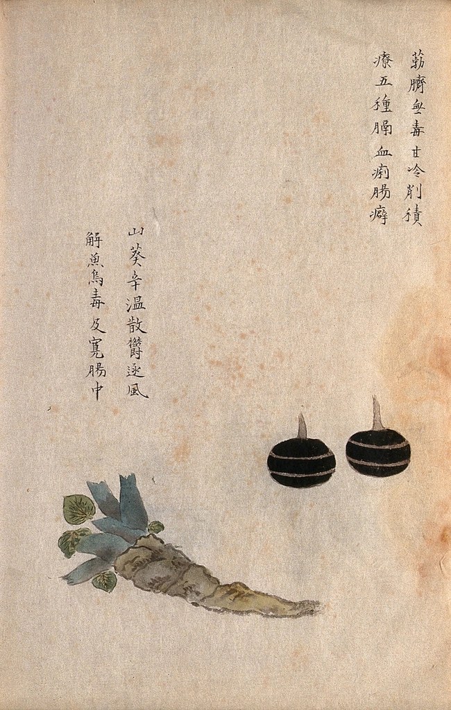 Foto van Chinese waterkastanje