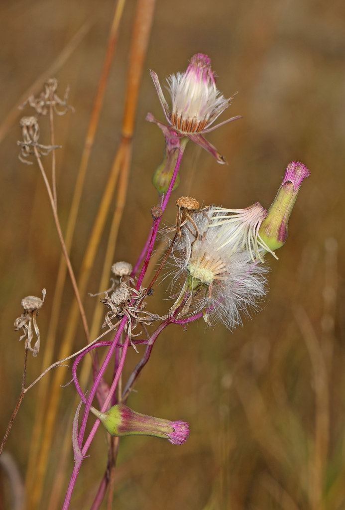 Foto van Rembrandtbloem