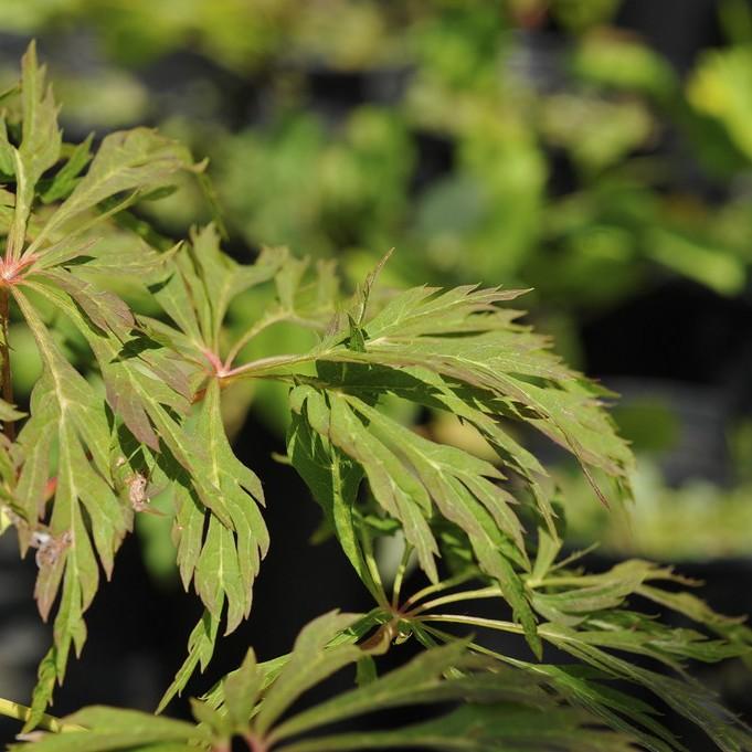 Foto van Japanse esdoorn ‘Green Cascade’