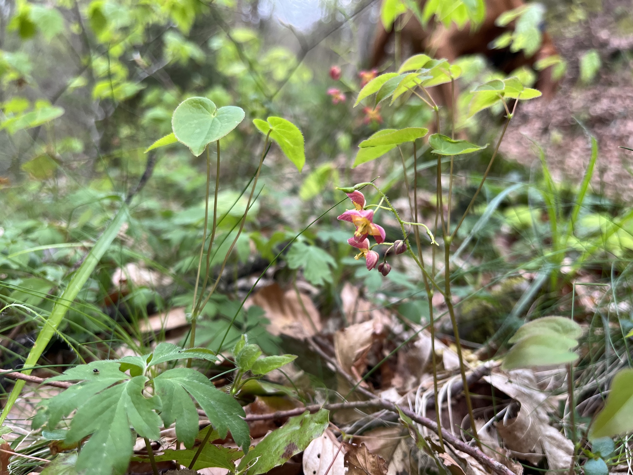 Foto van Epimedium