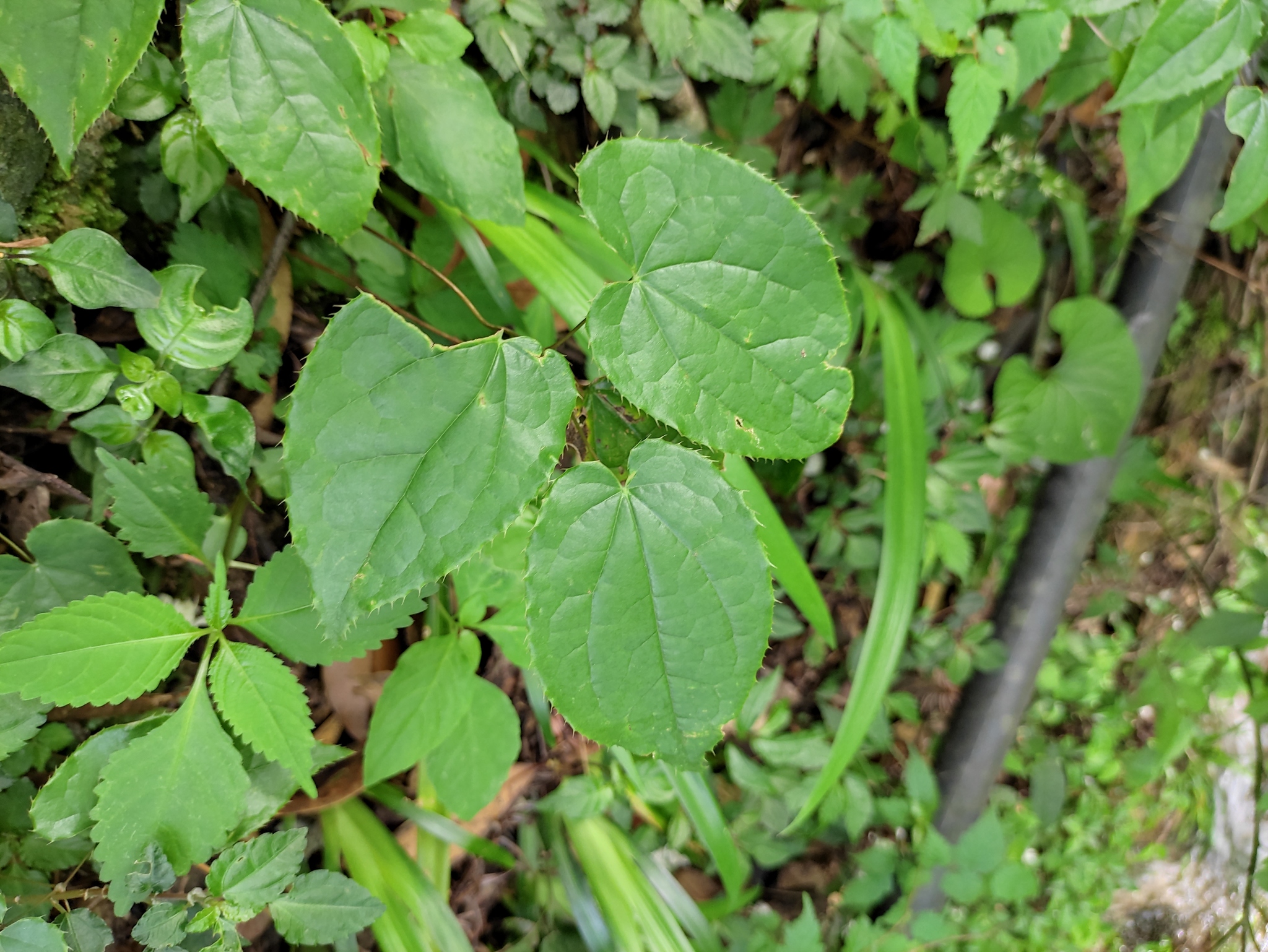 Foto van Pijl-epimedium