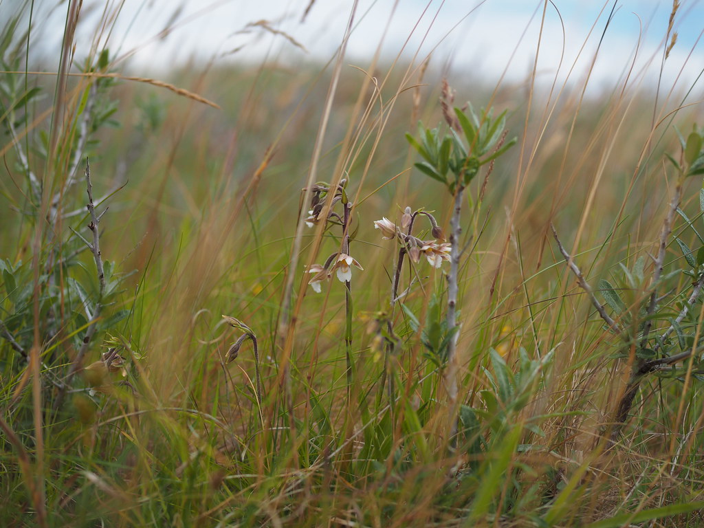 Foto van Moeraswespenorchis