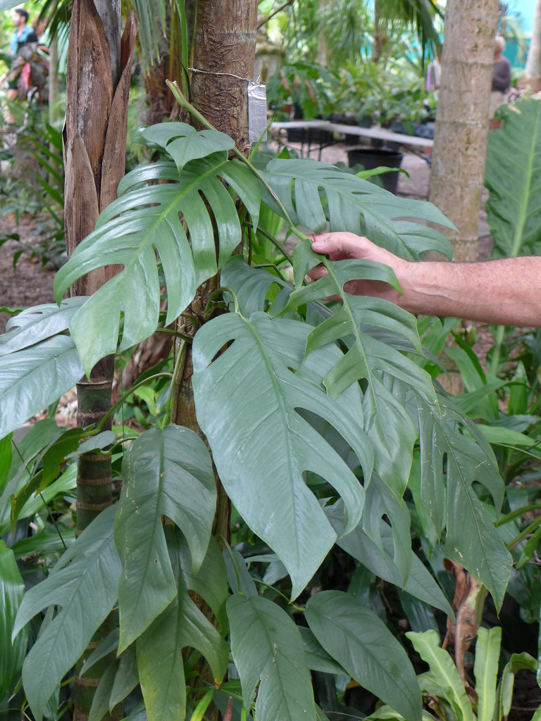 Foto van Drakenstaartplant