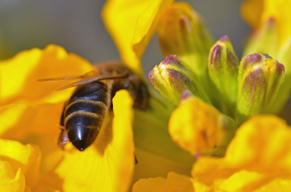 Foto van Muurbloem