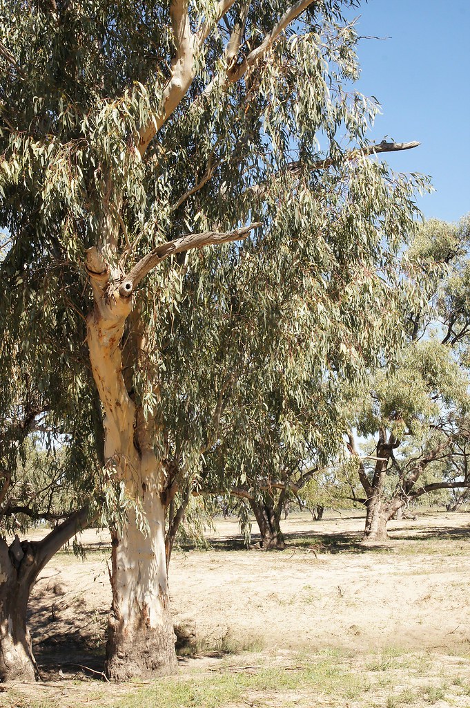 Foto van Rode eucalyptus