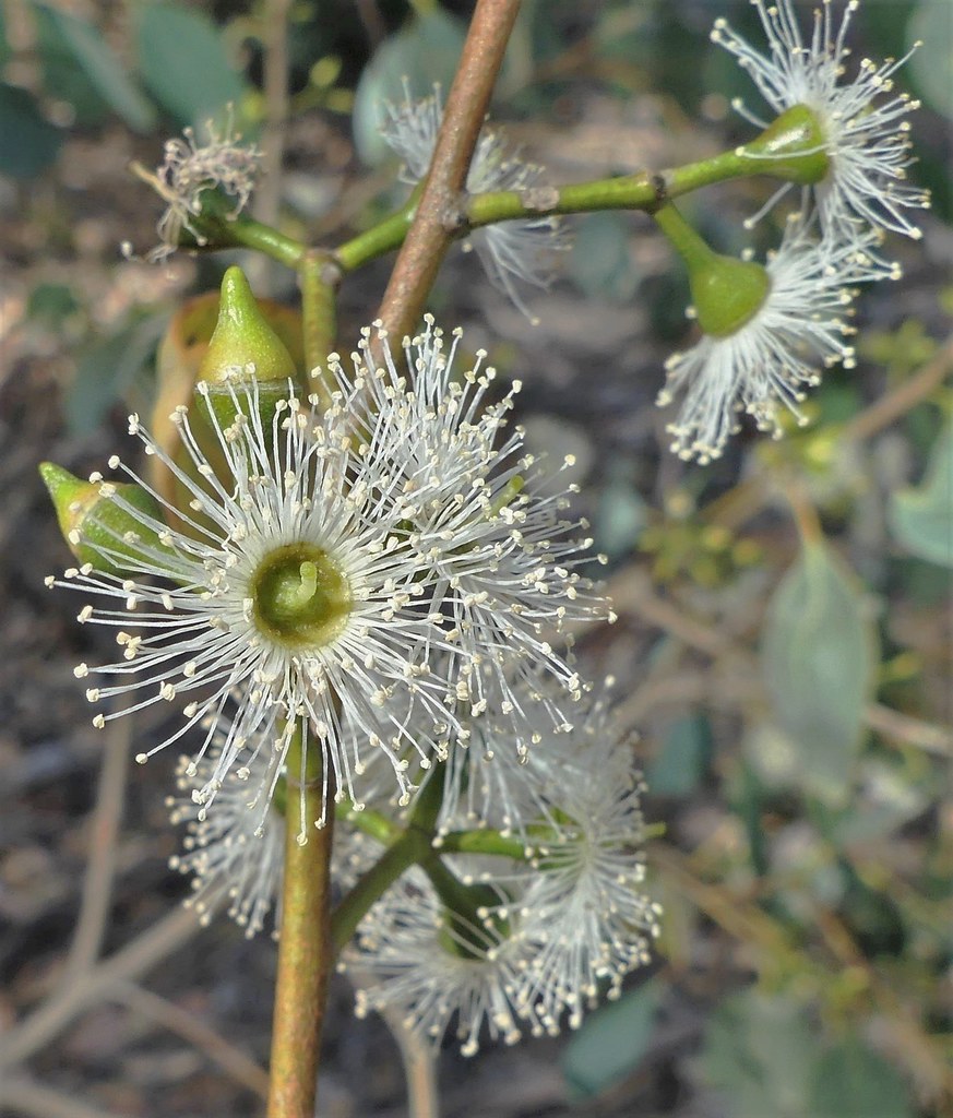 Foto van Moeraseucalyptus