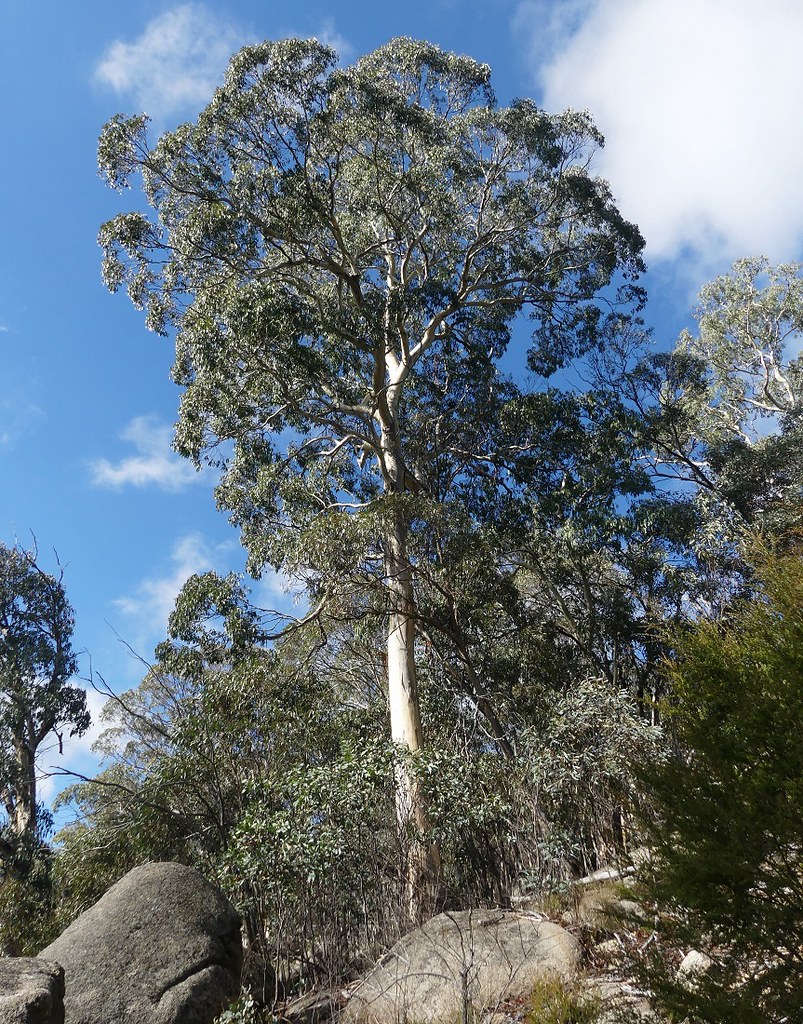 Foto van Eucalyptus